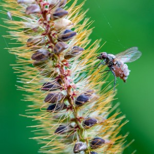 _MG_5226a_meg filtered